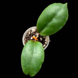 ‘Pillow talk’ RHM24226-SPPOL