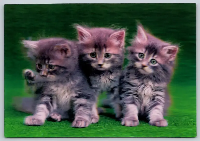 Postcard Cats on Turf Grass 3D Lenticular Felis catus Kittens - 11919