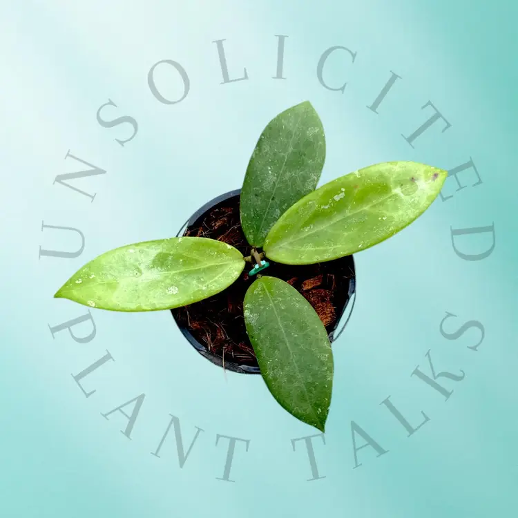 PSGC - Hoya sp. Ko Chang x Hoya callistophylla ‘Vena’ (RTD1026-A)