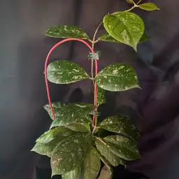 88 KGD 393 RB Dick x unk