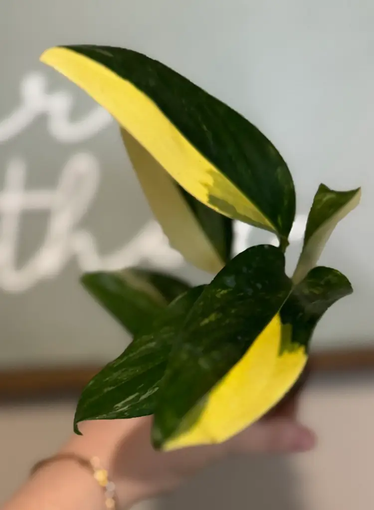 Monstera Standleyana Aurea Variegated