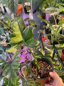 Collector's Item! Variegated Golden Violin Philodendron - Rare Aurea Form