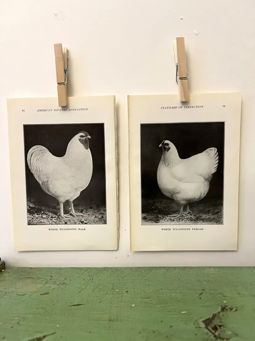 Vintage CHICKEN PRINTS White Wyandotte Rooster & Hen. c1912. Farm House Ephemera
