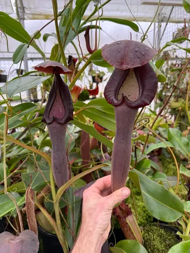 Nepenthes Auctions! 03/05/26