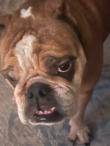 Rosey’s Sunday Fun Show Fenton Waterford Pottery Christopher Radko And More Stop In And Say Hello