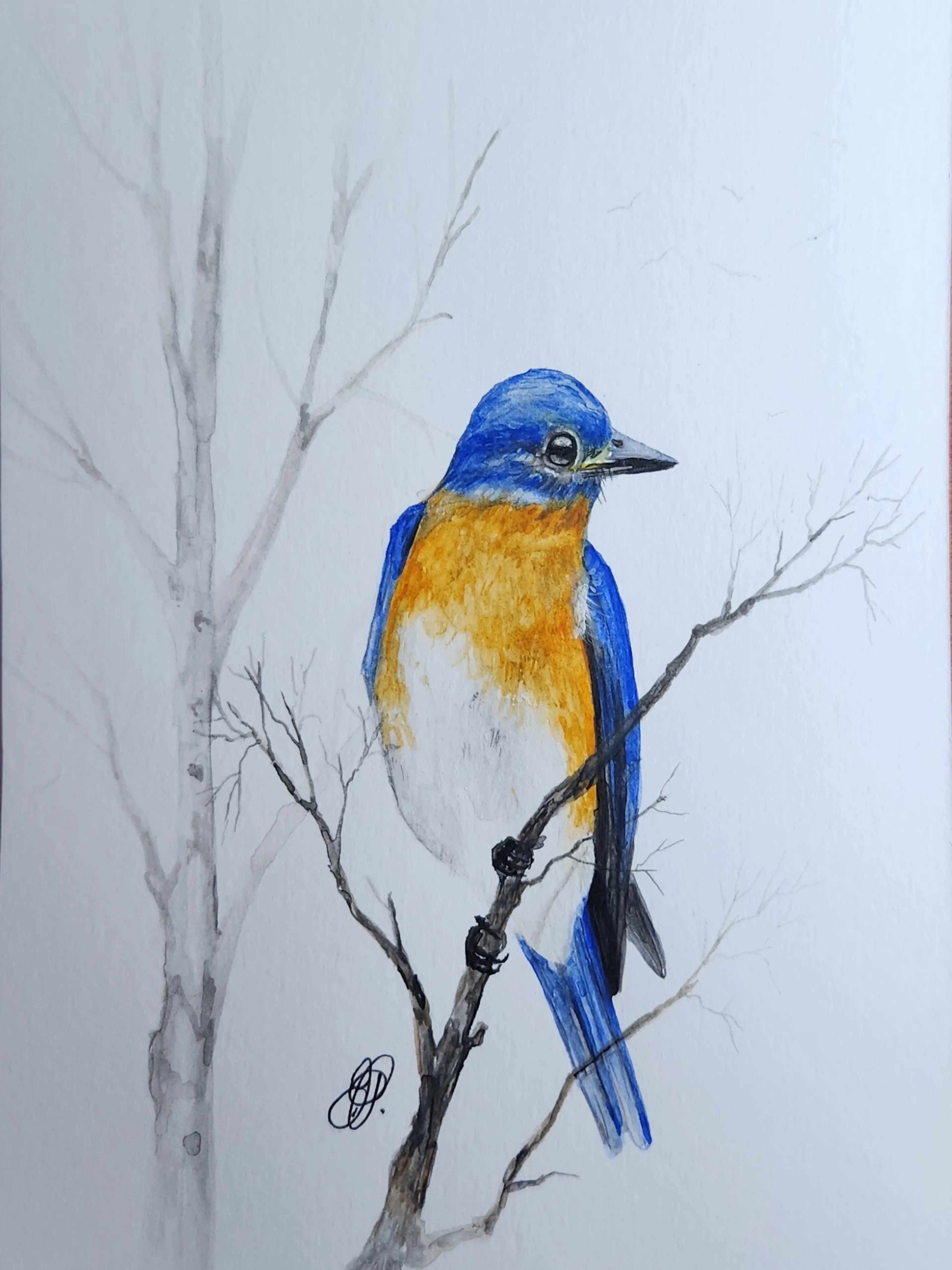 Some New Birds & Other Fun Stuff