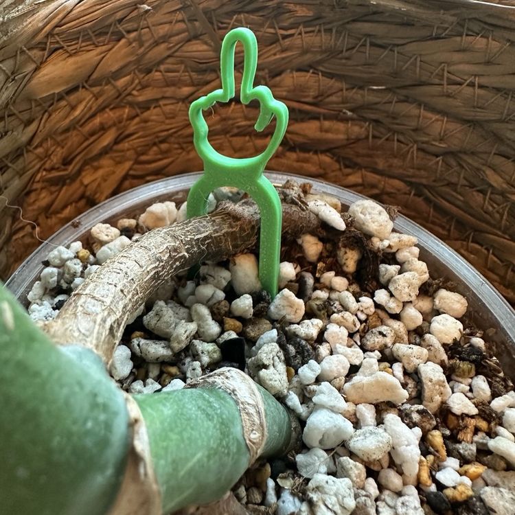 Glow in the dark “you’re #1” propagation pins (10 pack)