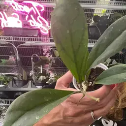 #1104 Hoya GEH 0005-3 (AH041 x unknown)