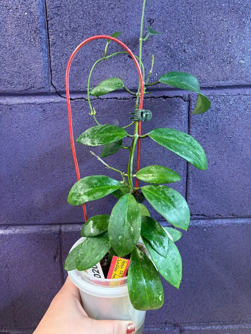 203 Hoya patcharawalai 023 x unk