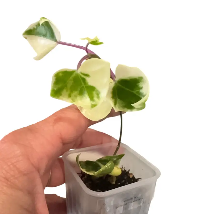 Senecio Milanese German Ivy
