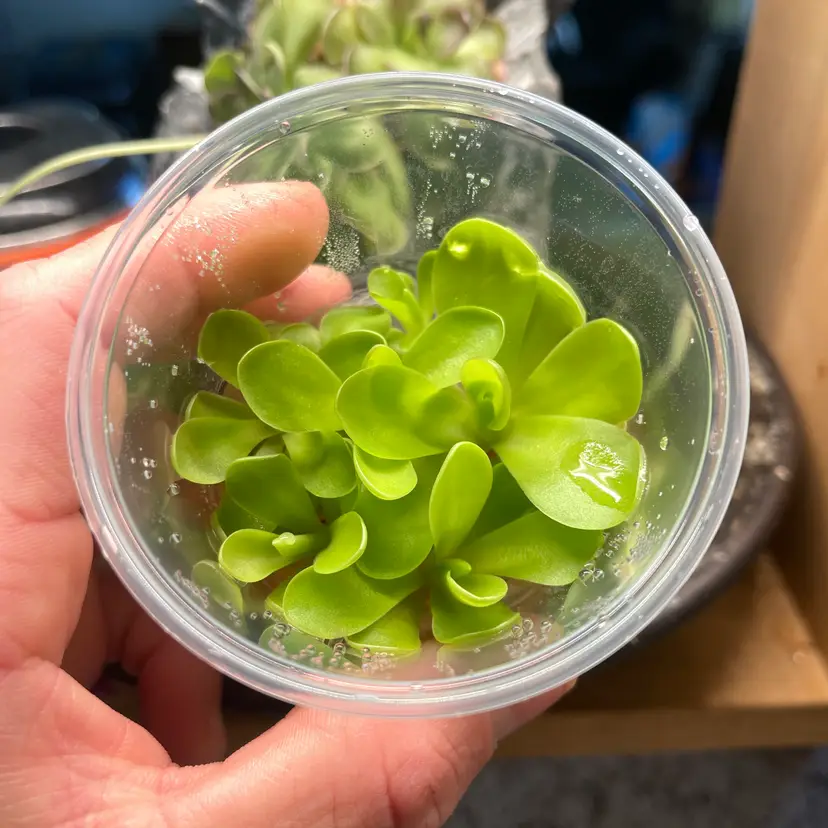 Pinguicula Gigantea “Red Flush” × Cyclosecta- Tissue Culture Flask Small (5.5oz)