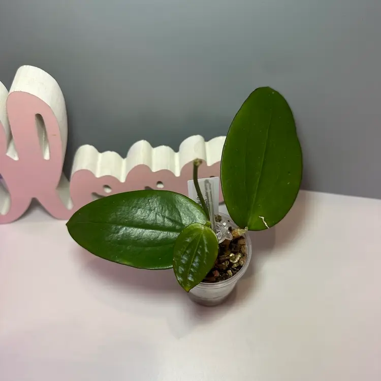 07 ‘Idaho’ MB1432 (MB001 x Aldrichii)