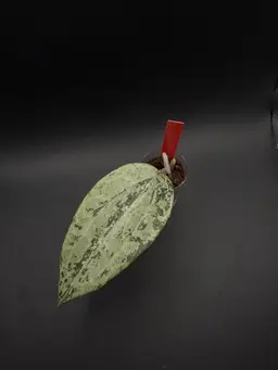 Hoya Latifolia sp Wonosobo Central Java (Indonesia) Silver