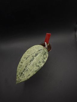 Hoya Latifolia sp Wonosobo Central Java (Indonesia) Silver
