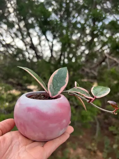 Come get Yer Concrete Pots! 