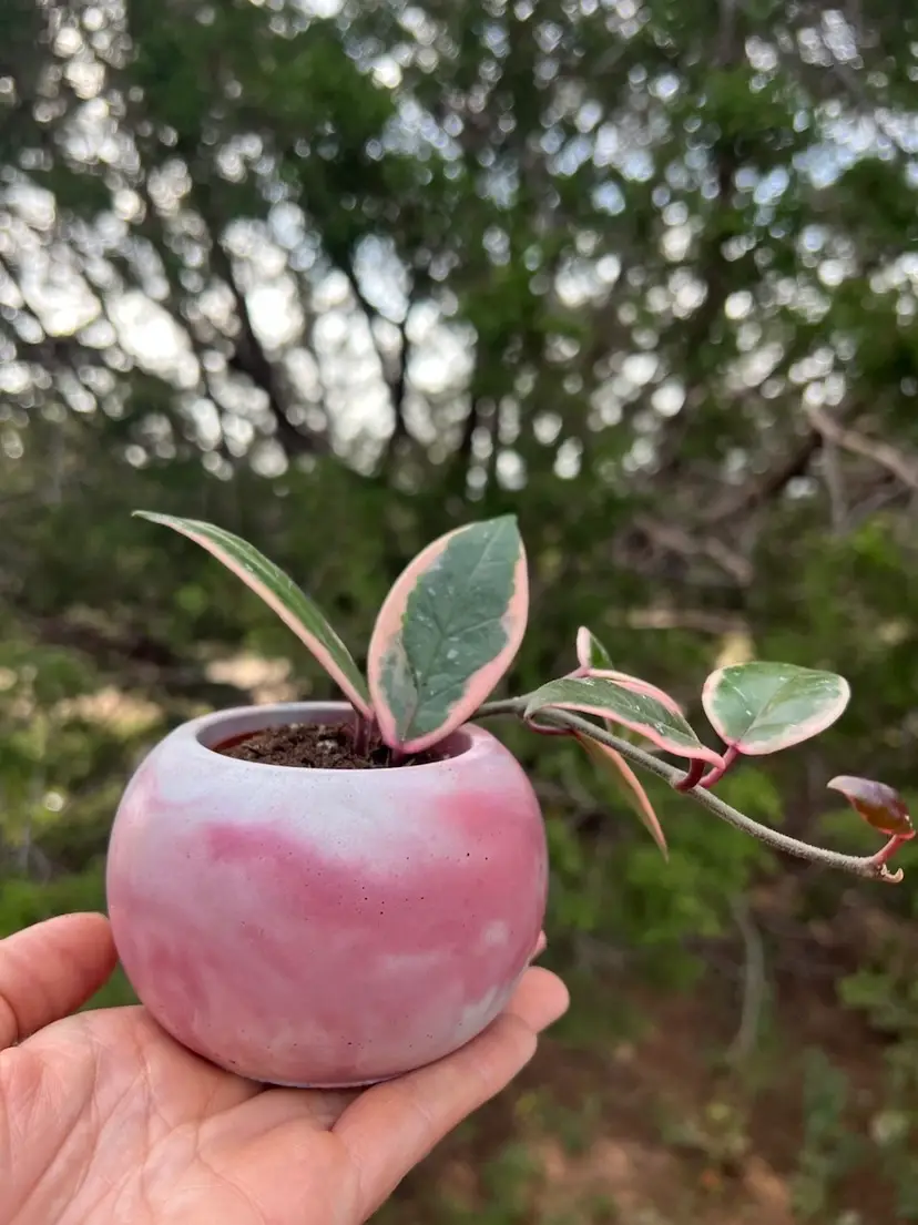 Livestream thumbnail