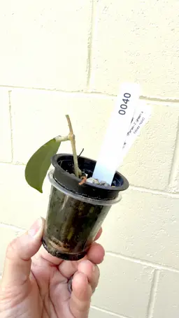 0040 Hoya 'Allen' (para 2 green x finlaysonii noid)