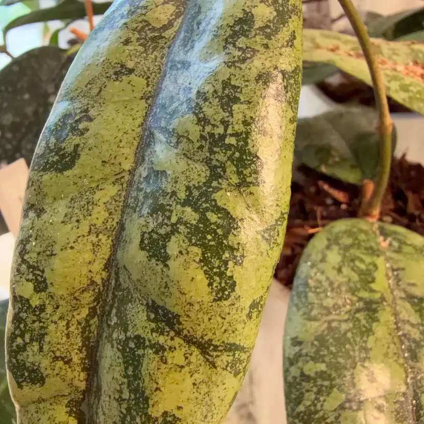 Mystery Silvery Box (rooted)