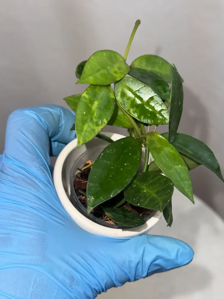 Hoya lacunosa ‘Amarillo’ - 2 inch pot