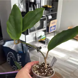 Incrassata Lemon Bloom