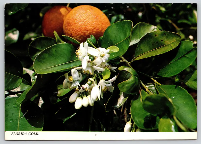 Postcard Oranges Florida Gold and Orange Blossoms in a Tropical Orange Grove, Fruit -  10403