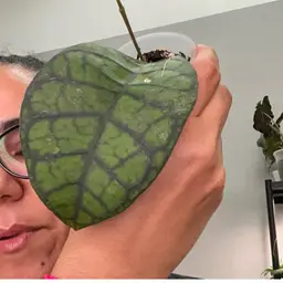 3366 H Callistophylla obsidian