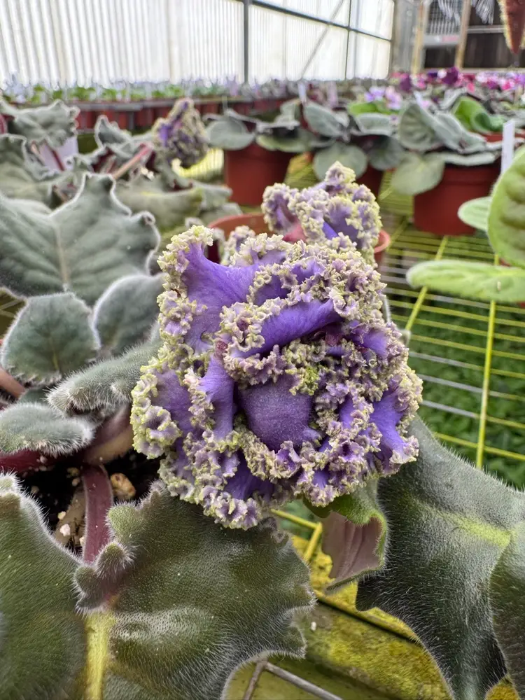 First Plant Show On District