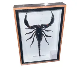 Framed Asian Forest Scorpion (Heterometrus spinifer)