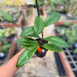 PS0503 - Hoya ‘Blessing’ (low splash)