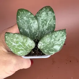 Hoya Collina NOID