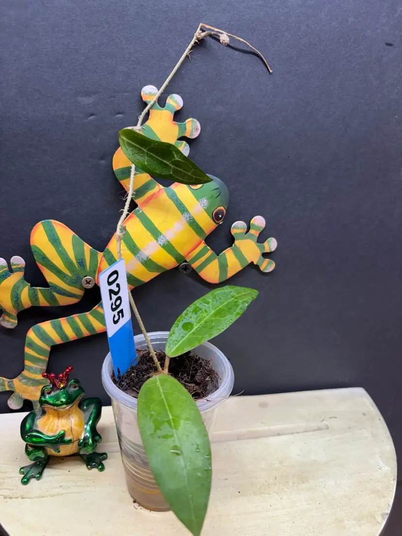 295 Love affair (penducle)