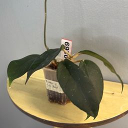 269 Hoya Fungii x Pubicalyx RHP