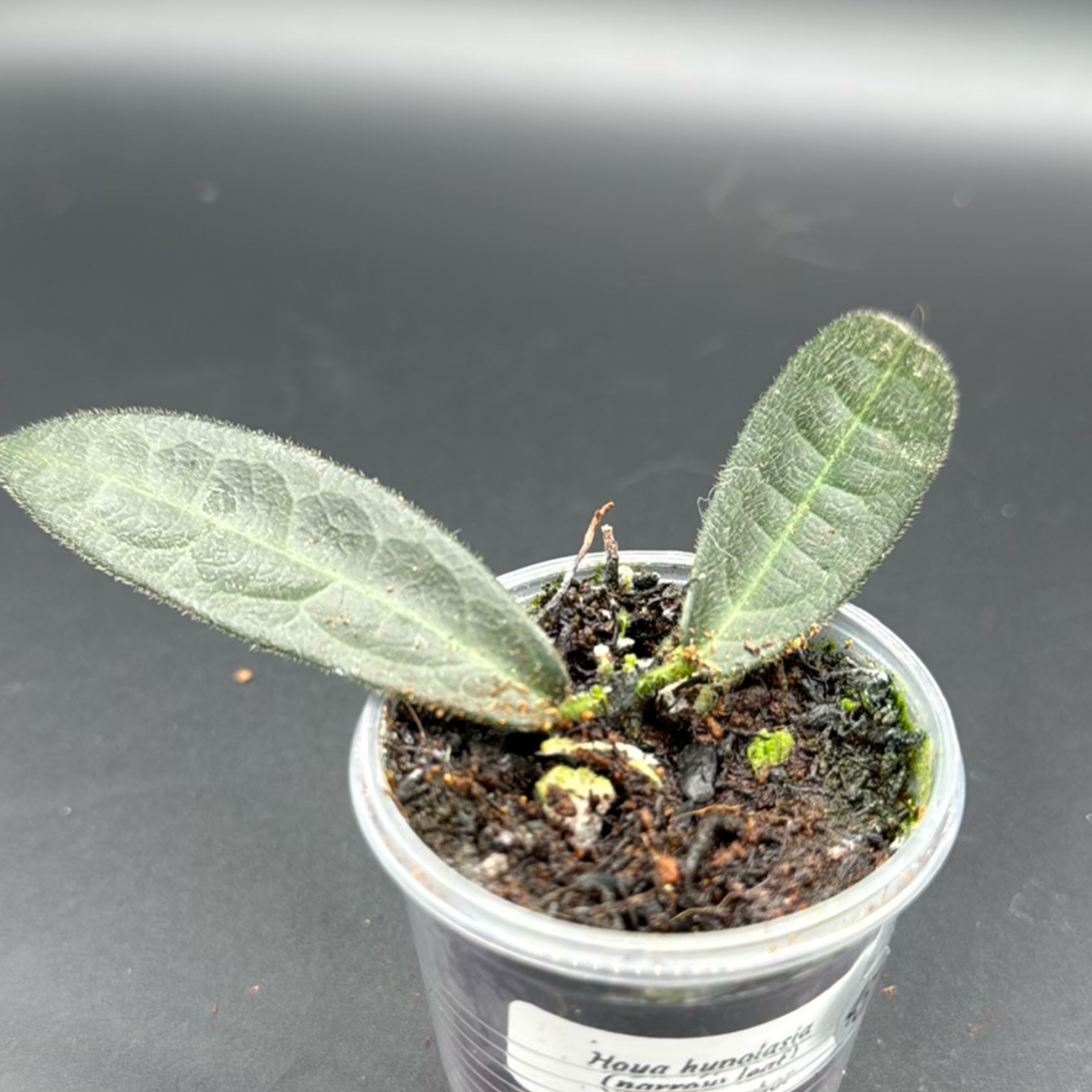 Hoya carnosa ‘Argentea Princess’ Rare) Hoya Carnosa Argentea Princess for sale - HappyForestStore