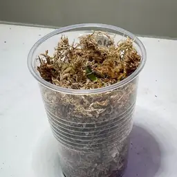 Scindapsus Black Dragon