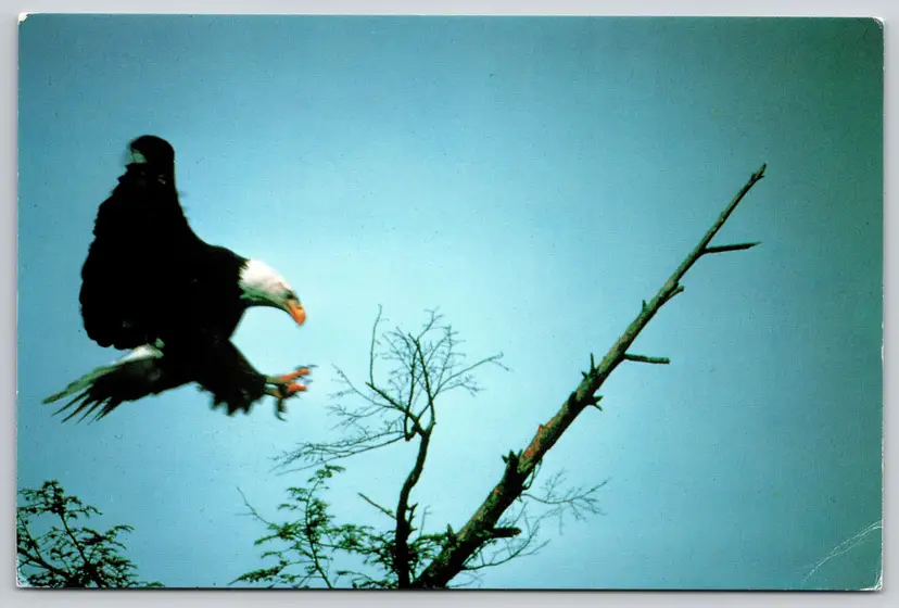 Postcard Bald Eagle Connecticut Landing Haliaeetus leucocephalus Bird - 9733