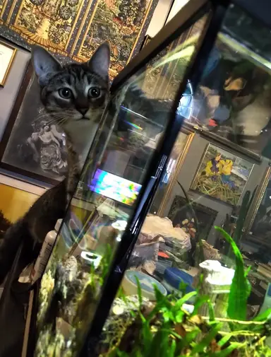 Tuesday Night At Vintiquity Shop The Shop & Live Unboxing