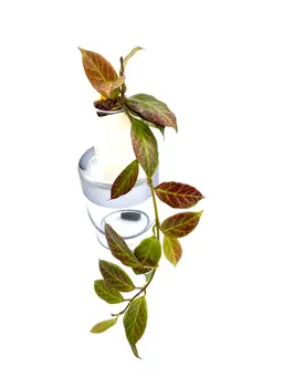 Hoya Sunrise + Bonus Cutting