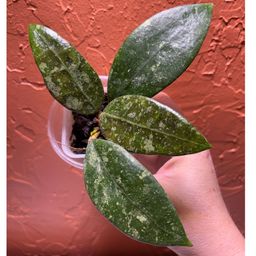 3033 Hoya sp Ko Chang Island