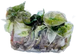 #01 10-Pack Alocasia Pink Polly Ghost Tc's