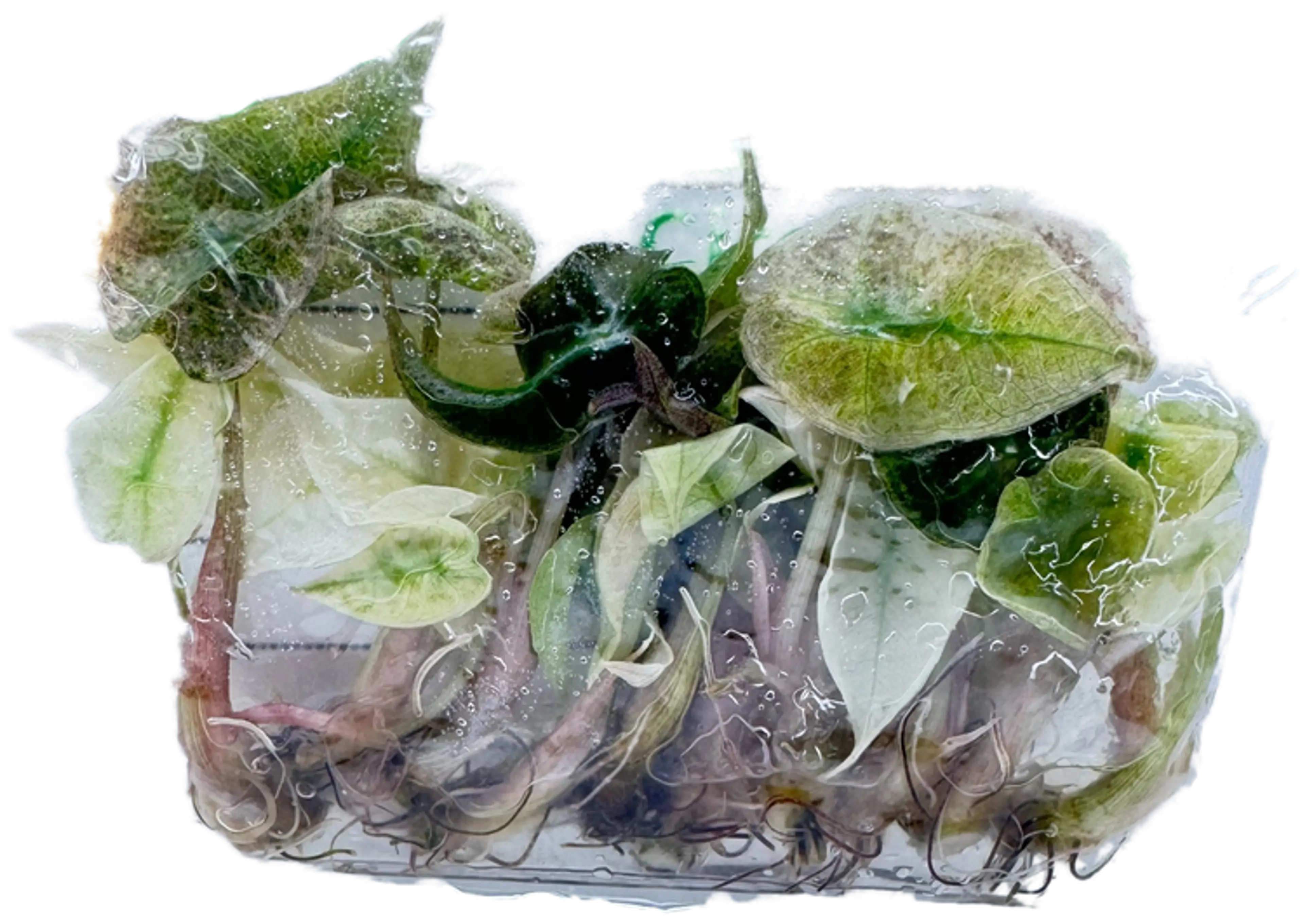 #01 10-Pack Alocasia Pink Polly Ghost Tc's