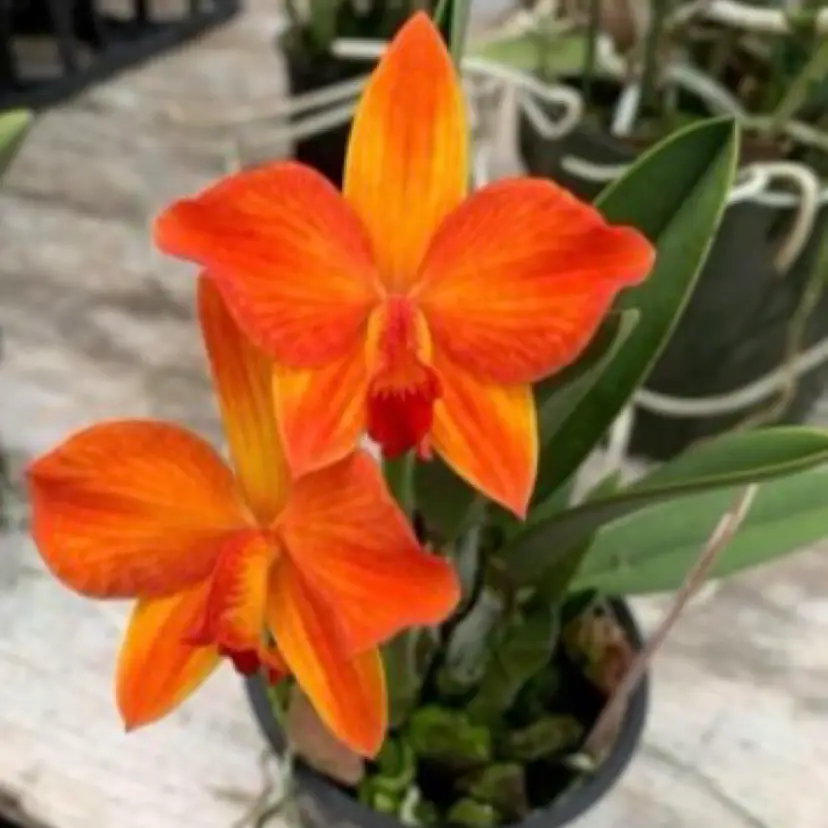 Cattleya Pole Star