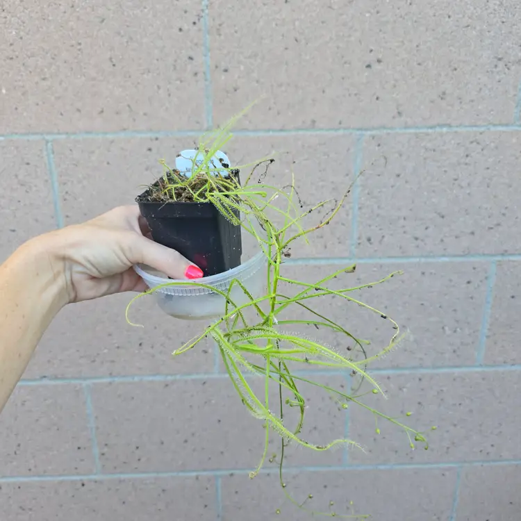 SEEDS- Drosera finlaysoniana (annual)