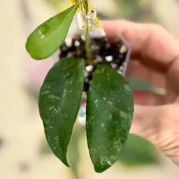 412 Hoya phuwuaensis ’Phu Wua’