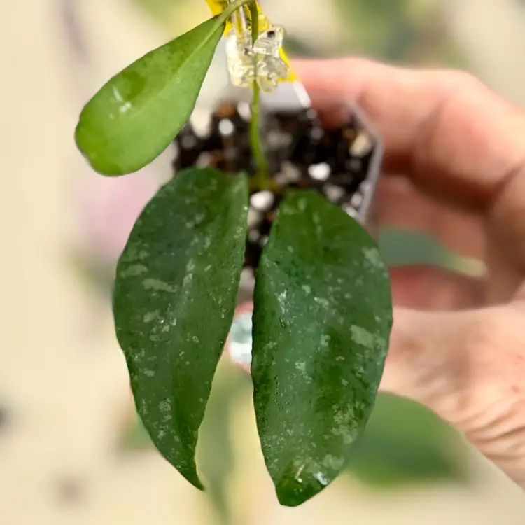 412 Hoya phuwuaensis ’Phu Wua’