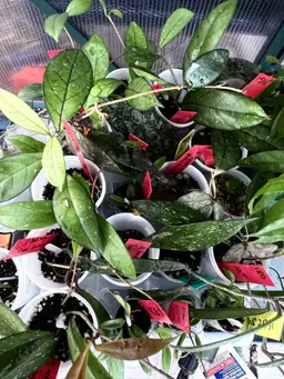 Fall Prop Box Liquidation Mystery Box