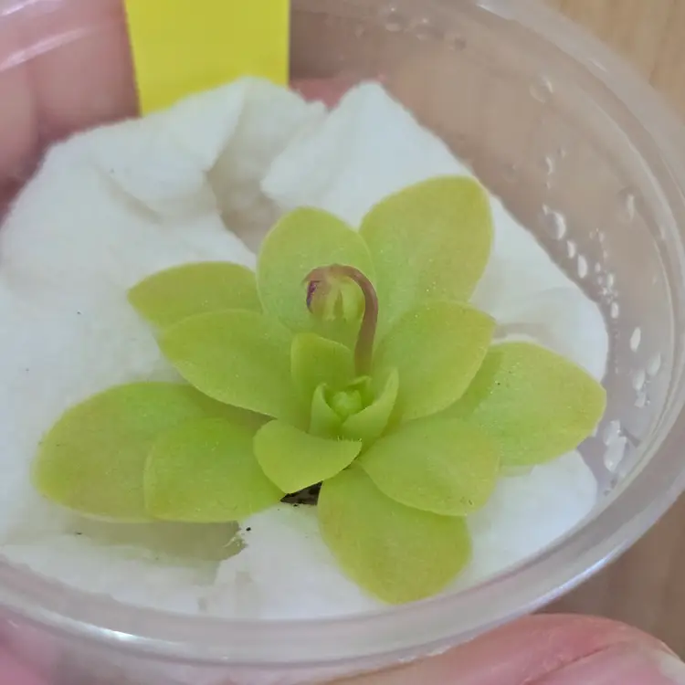 SC-202-1 Pinguicula "Jolene"
