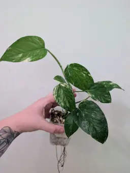 Colorado Constellation