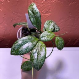 2001 Hoya collina (NOID)