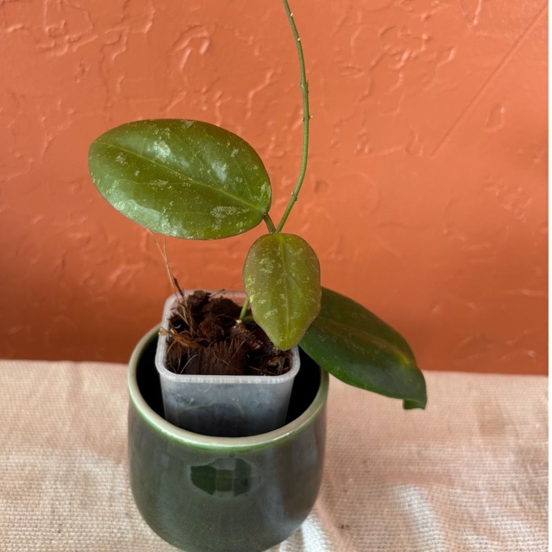 Overgrown Oasis · Hoya GTX 74 'Coral Reef' (H. deleoniorum X H