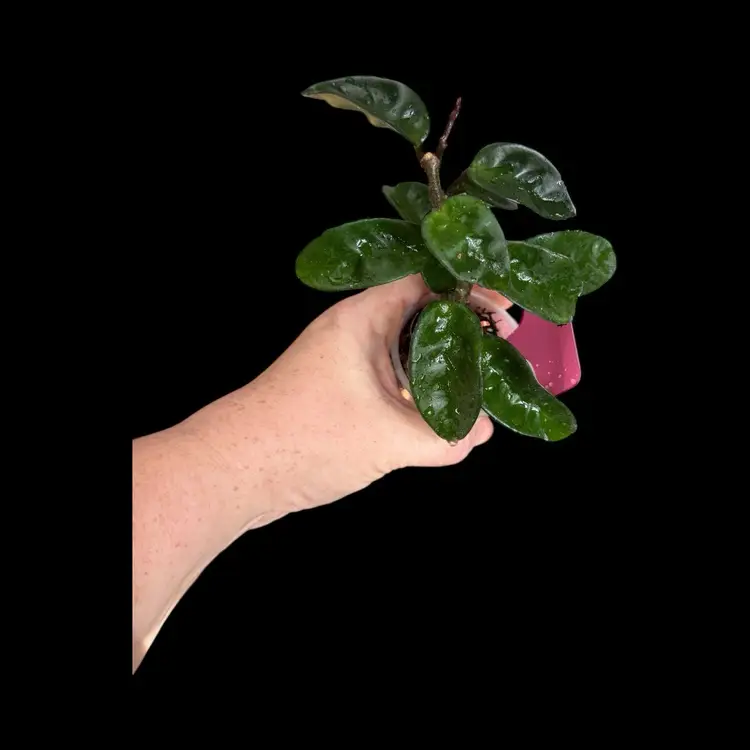 Hoya Krinkle small leaves